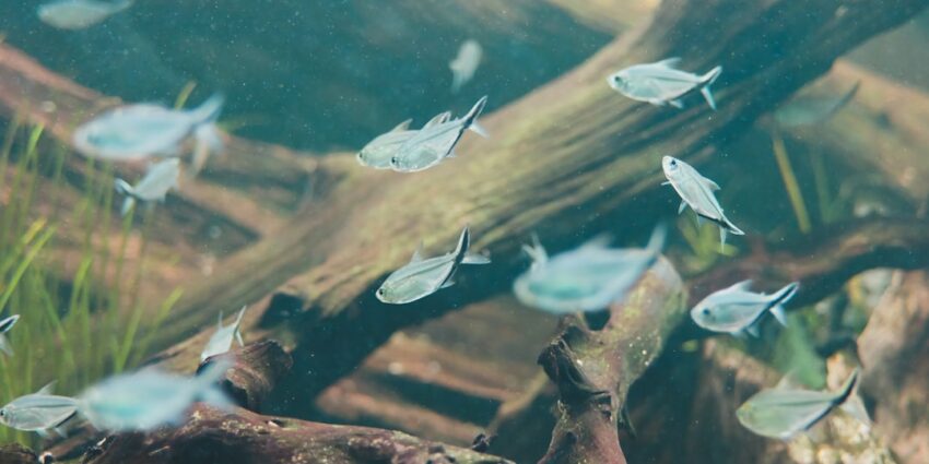 Photo ecological education